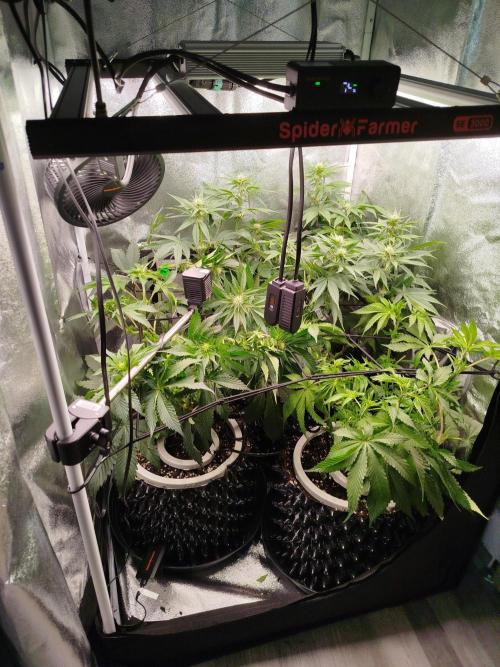 BF's: Super boof & Blue gelato 41. Week 8 - after hairdresser visit (I'm kind like a hailstorm)