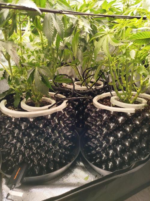 BF's: Super boof & Blue gelato 41. Week 8 - Netafim NetBows - great grear