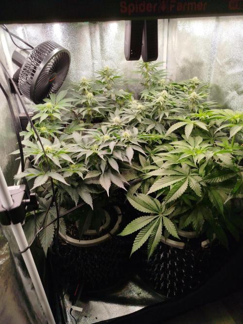 BF's: Super boof & Blue gelato 41. Week 8 - week later after hairdresser visit