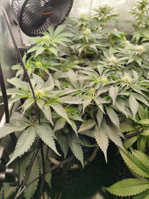 BF's: Super boof & Blue gelato 41. Week 8