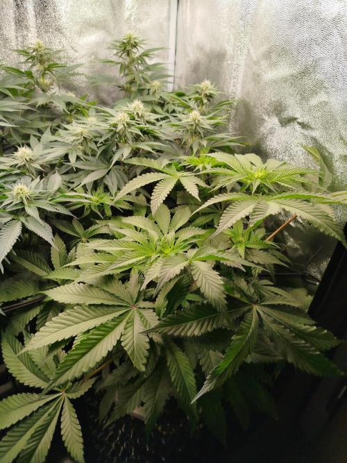 BF's: Super boof & Blue gelato 41. Week 8