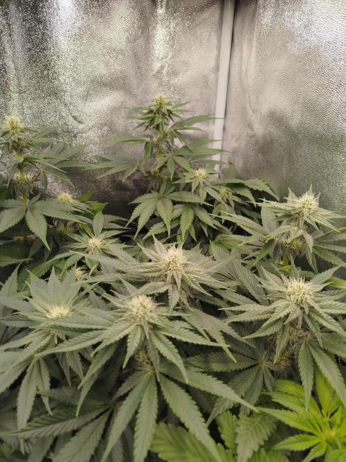 BF's: Super boof & Blue gelato 41. Week 8