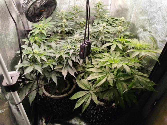 BF's: Super boof & Blue gelato 41. Week 8