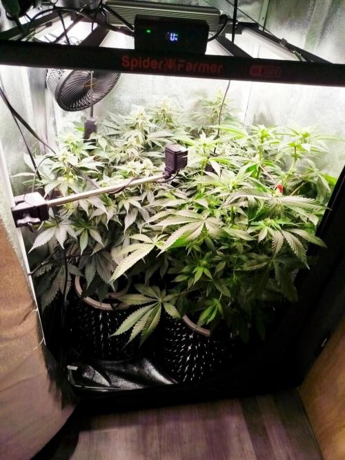 BF's: Super boof & Blue gelato 41. Week 9