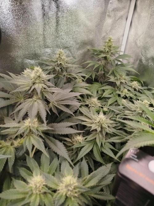 BF's: Super boof & Blue gelato 41. Week 9