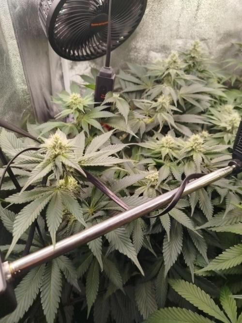 BF's: Super boof & Blue gelato 41. Week 9