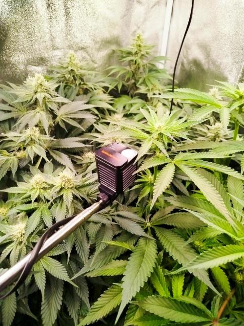 BF's: Super boof & Blue gelato 41. Week 9