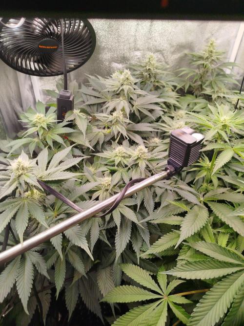 BF's: Super boof & Blue gelato 41. Week 9