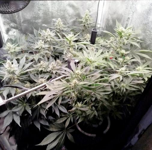 BF's: Super boof & Blue gelato 41. Week 10