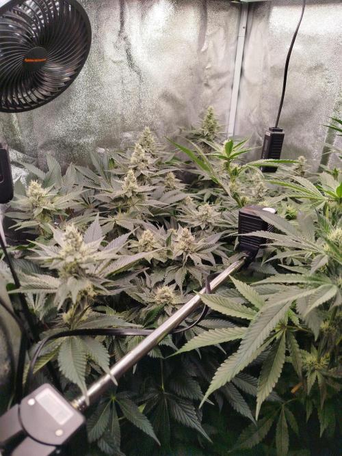 BF's: Super boof & Blue gelato 41. Week 10