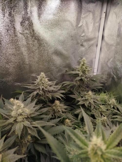BF's: Super boof & Blue gelato 41. Week 10