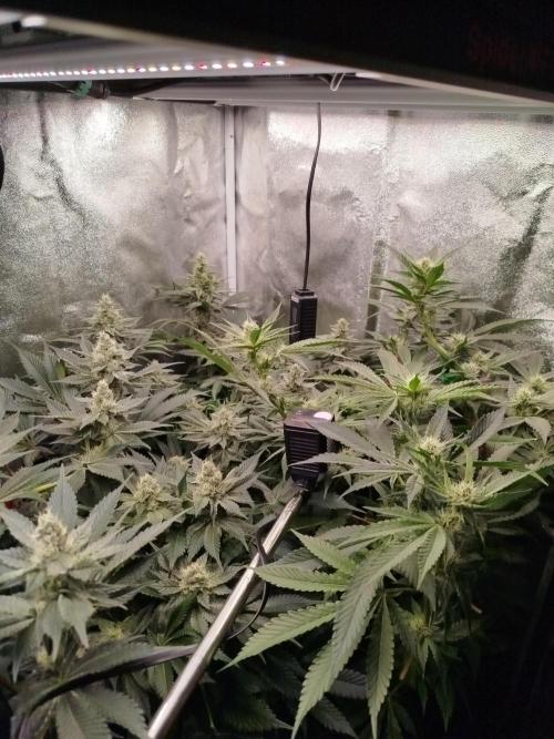BF's: Super boof & Blue gelato 41. Week 10