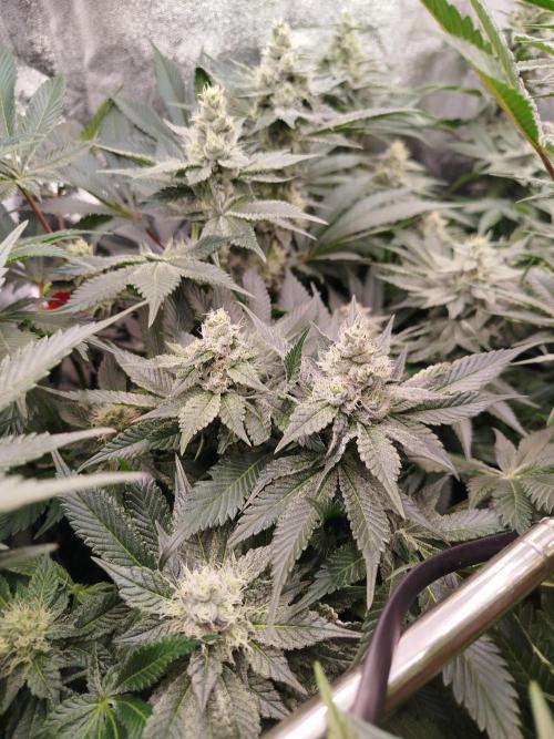 BF's: Super boof & Blue gelato 41. Week 10