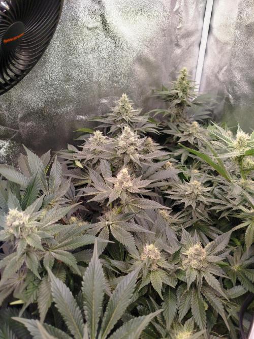 BF's: Super boof & Blue gelato 41. Week 10