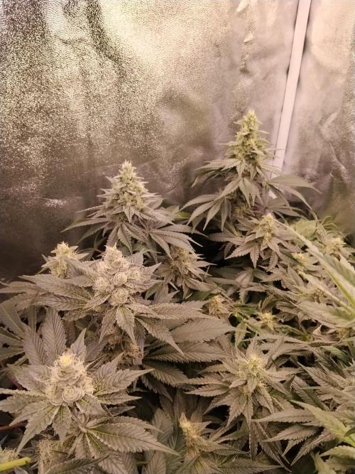 BF's: Super boof & Blue gelato 41. Week 11