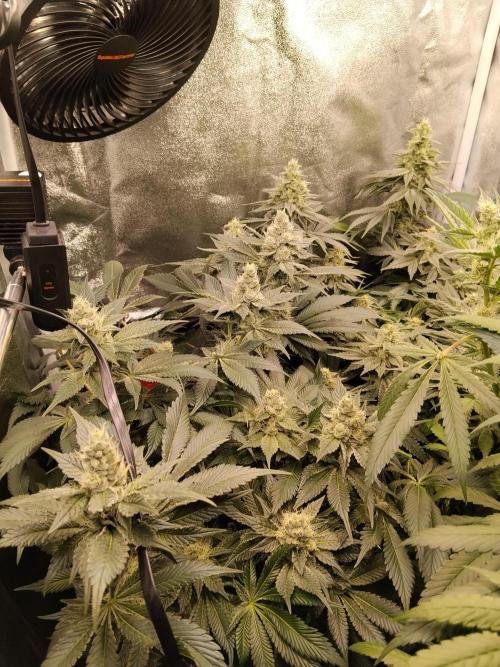 BF's: Super boof & Blue gelato 41. Week 11