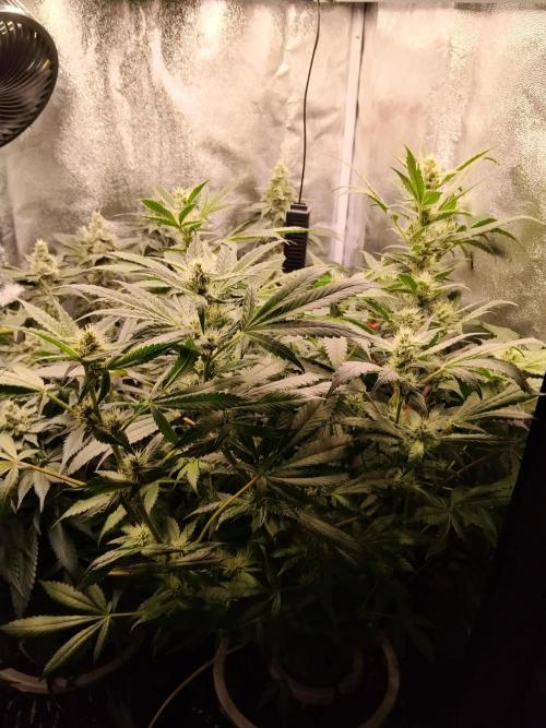 BF's: Super boof & Blue gelato 41. Week 11 - blue gelato #41