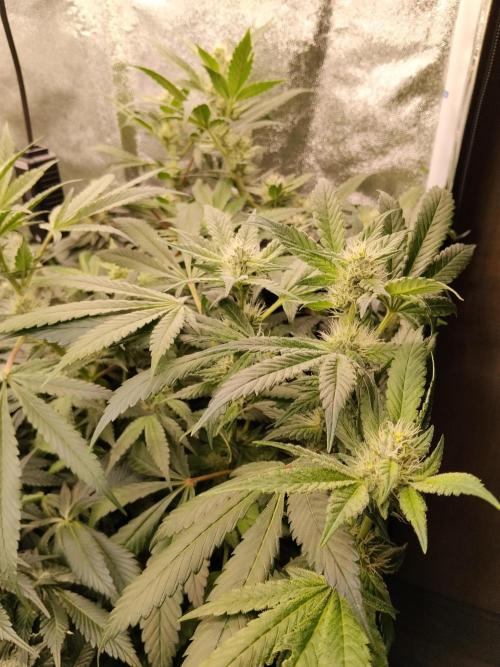 BF's: Super boof & Blue gelato 41. Week 11 - blue gelato #41