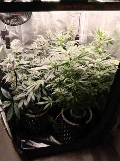 BF's: Super boof & Blue gelato 41. Week 11 - whole tent