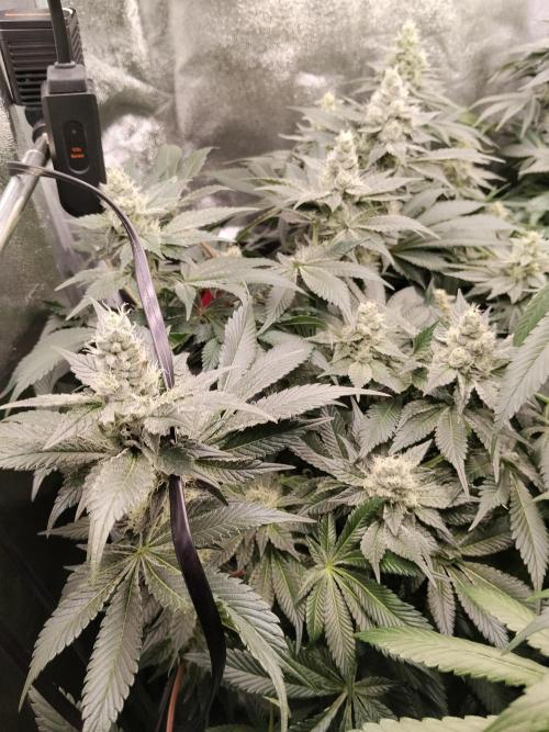BF's: Super boof & Blue gelato 41. Week 11 - super boofs