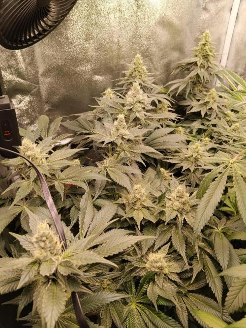 BF's: Super boof & Blue gelato 41. Week 11 - super boofs