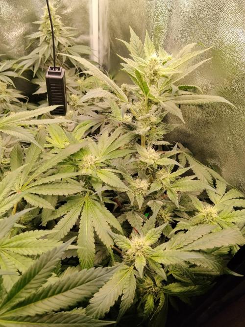 BF's: Super boof & Blue gelato 41. Week 11 - blue gelato #41