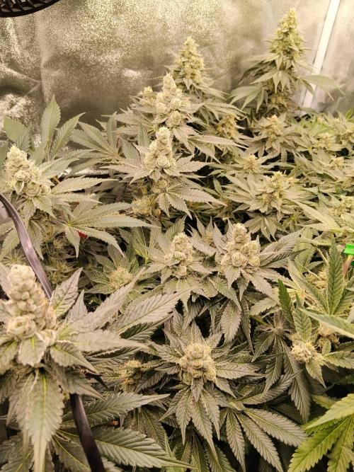 BF's: Super boof & Blue gelato 41. Week 12