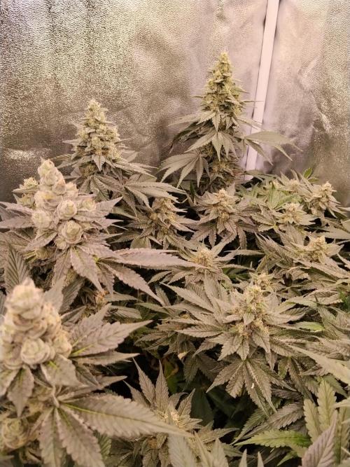 BF's: Super boof & Blue gelato 41. Week 12