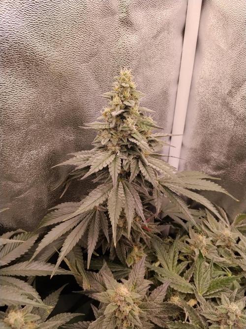 BF's: Super boof & Blue gelato 41. Week 12