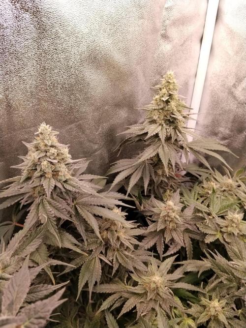 BF's: Super boof & Blue gelato 41. Week 12