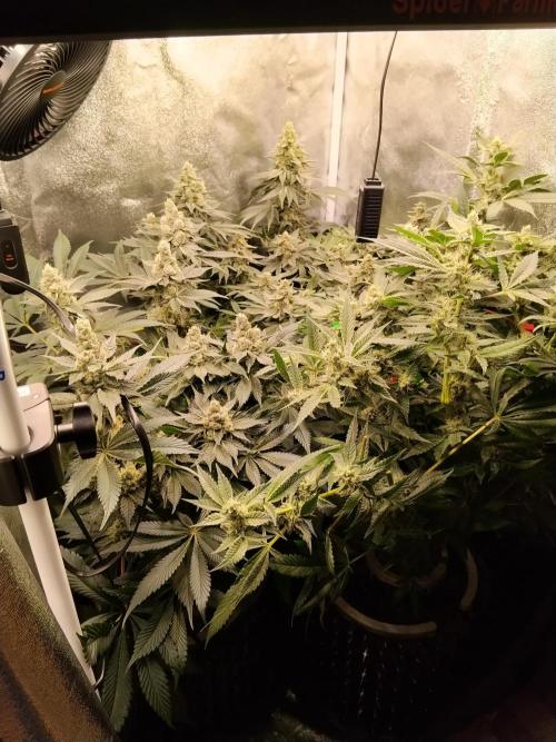 BF's: Super boof & Blue gelato 41. Week 12