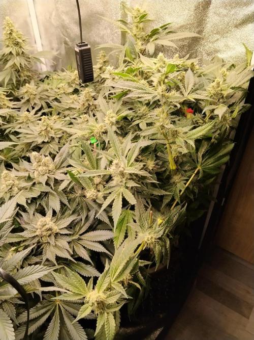 BF's: Super boof & Blue gelato 41. Week 12