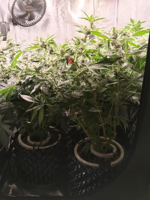 BF's: Super boof & Blue gelato 41. Week 12
