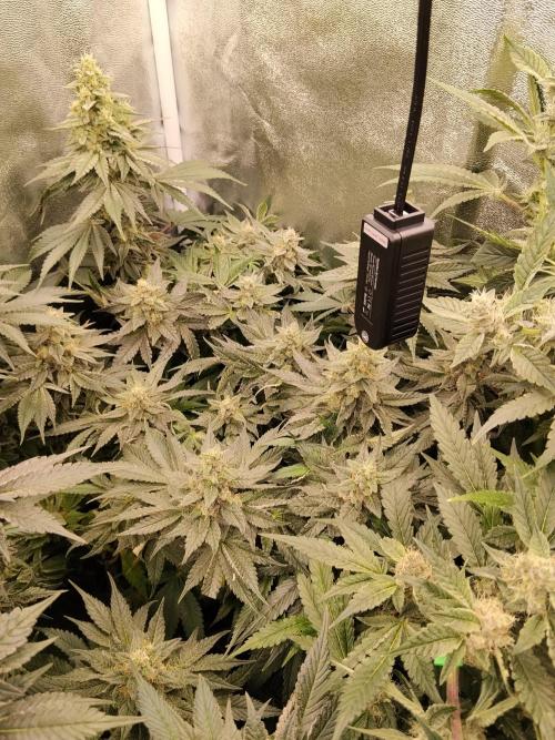 BF's: Super boof & Blue gelato 41. Week 12