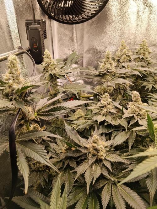 BF's: Super boof & Blue gelato 41. Week 12