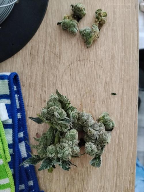 BF's: Super boof & Blue gelato 41. Week 13 - up=bud rot; down=ok