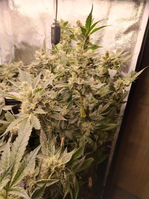 BF's: Super boof & Blue gelato 41. Week 13 - super boof+bg#41