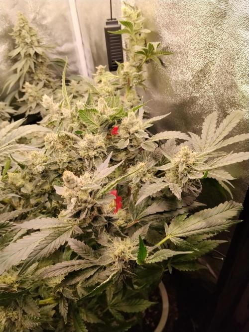BF's: Super boof & Blue gelato 41. Week 13