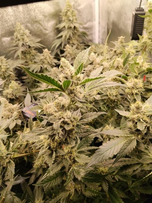 BF's: Super boof & Blue gelato 41. Week 13 - super boof+bg#41