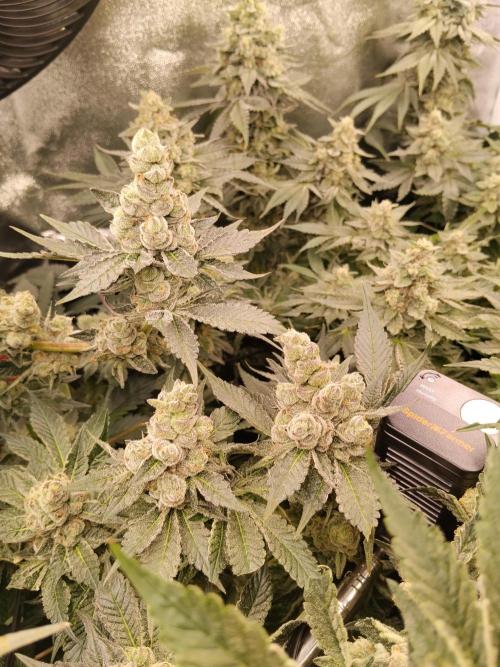 BF's: Super boof & Blue gelato 41. Week 13 - super boof+bg#41