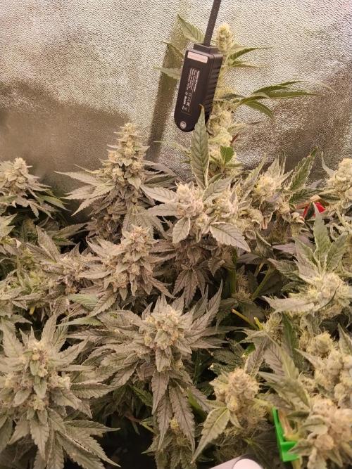 BF's: Super boof & Blue gelato 41. Week 13 - bg#41