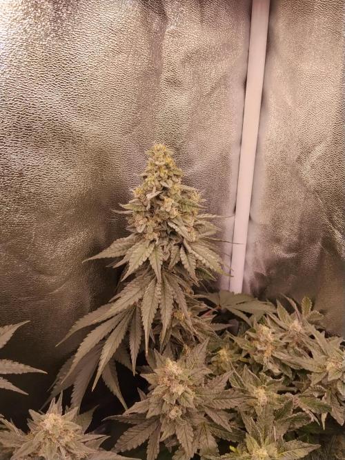 BF's: Super boof & Blue gelato 41. Week 13 - bg#41