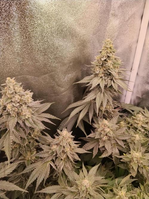 BF's: Super boof & Blue gelato 41. Week 13 - bg#41