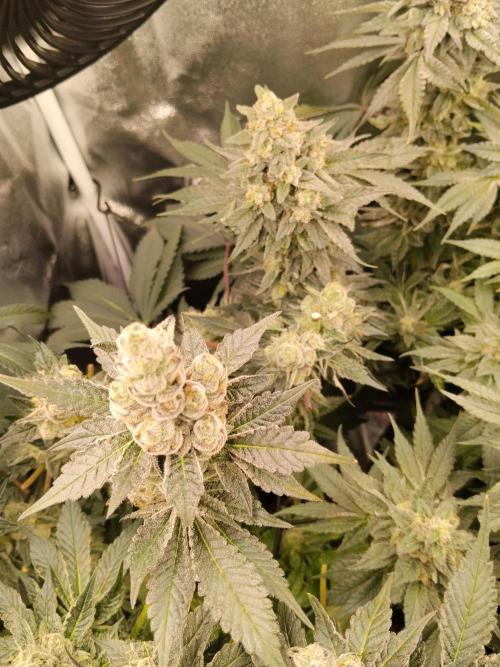 BF's: Super boof & Blue gelato 41. Week 13 - super boof