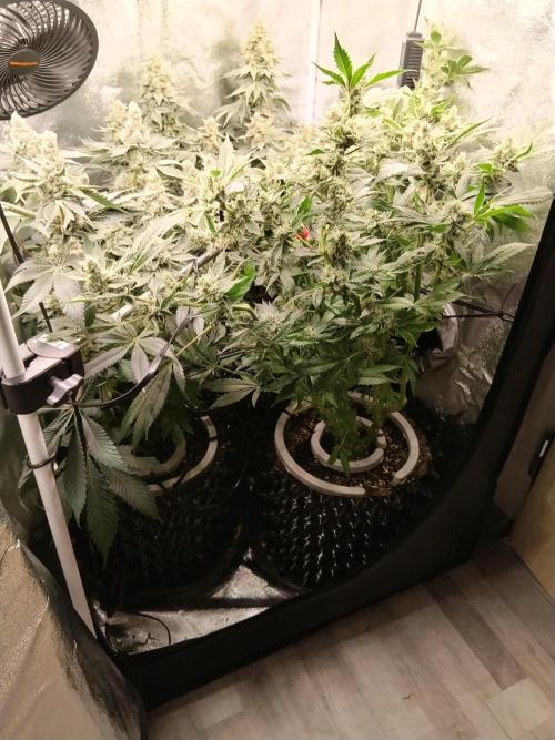 BF's: Super boof & Blue gelato 41. Week 13