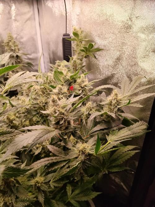 BF's: Super boof & Blue gelato 41. Week 13 - super boof