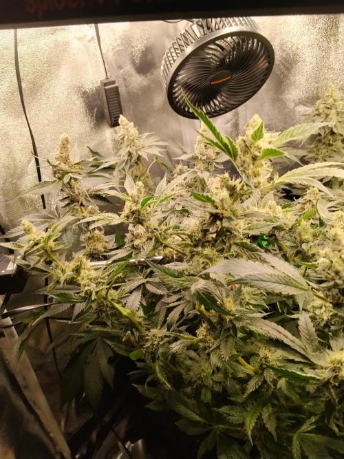 BF's: Super boof & Blue gelato 41. Week 13 - super boofs