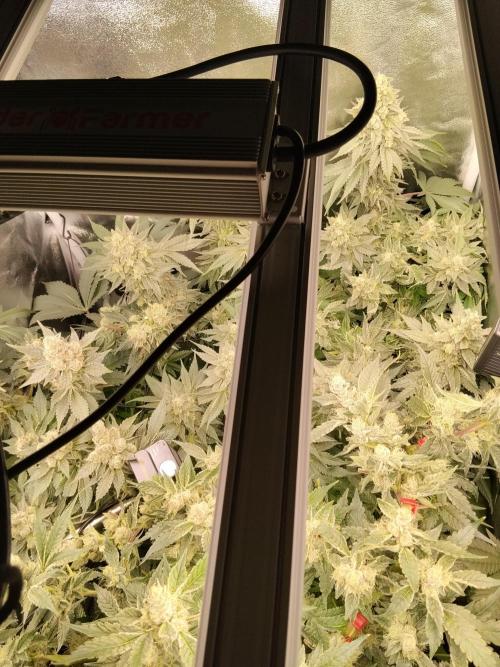 BF's: Super boof & Blue gelato 41. Week 13