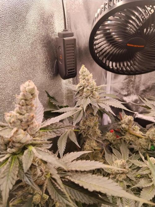 BF's: Super boof & Blue gelato 41. Week 13 - super boof