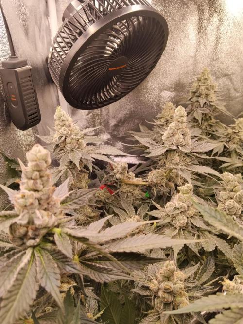 BF's: Super boof & Blue gelato 41. Week 13 - super boof